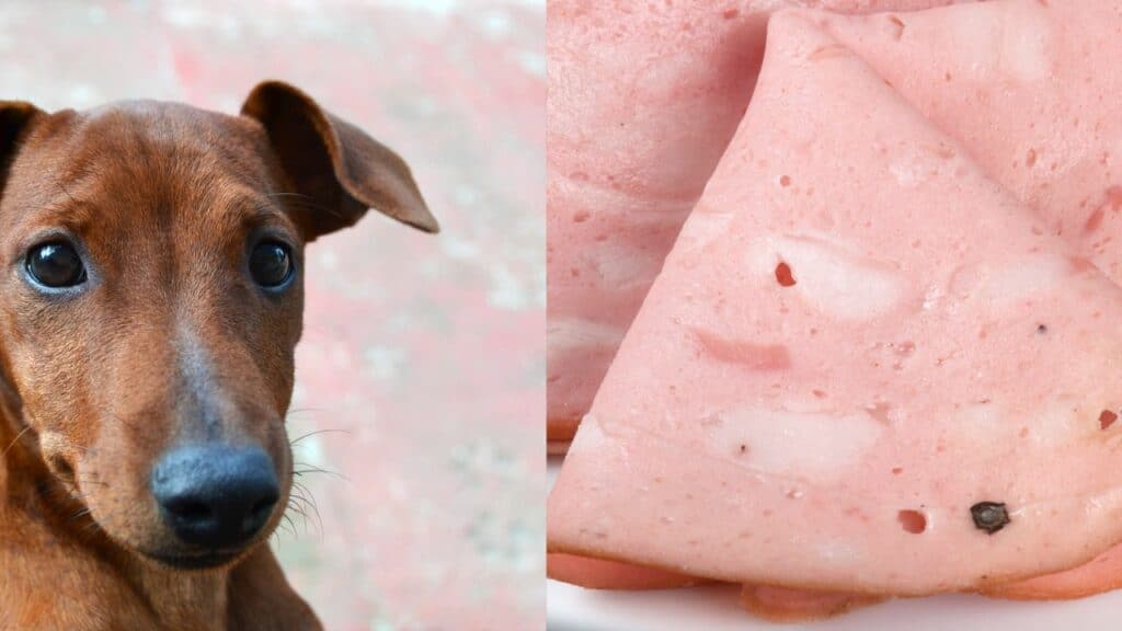 dog on the left side bologna on the right side