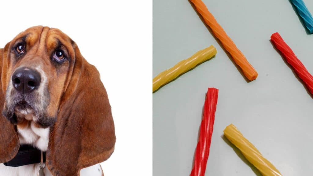 dog on the left side colorful twizzlers on the right side