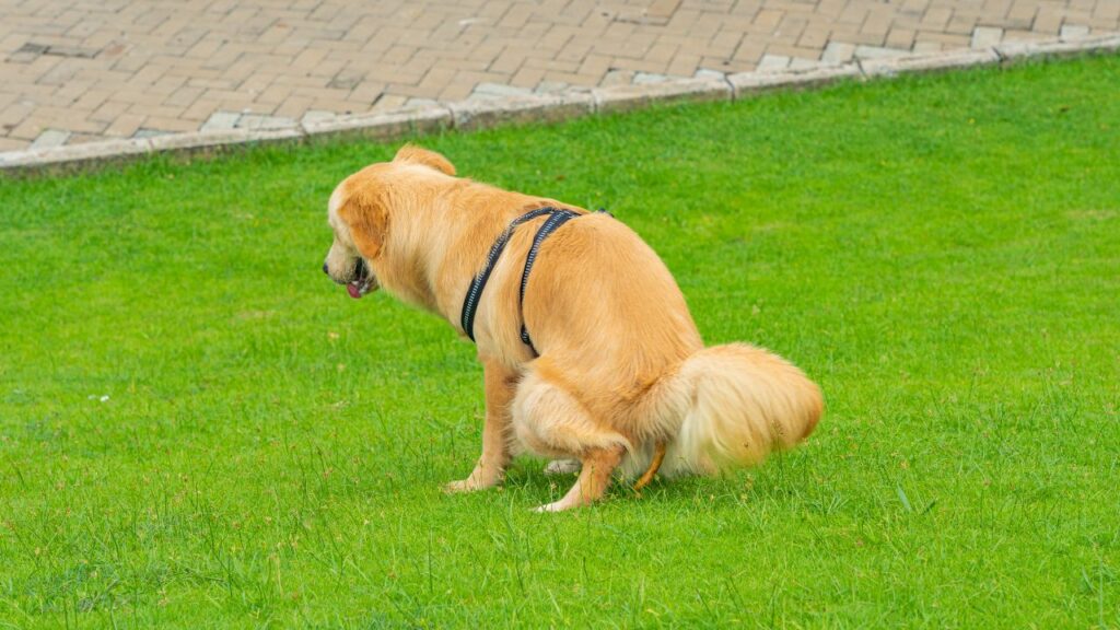 dog poop on grass