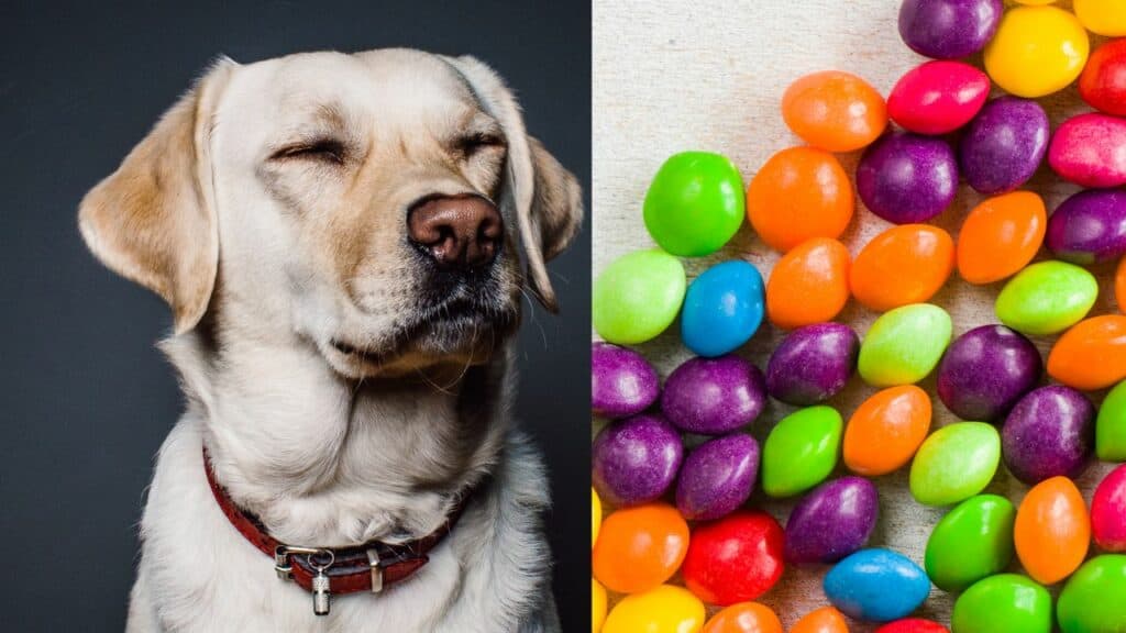 dog with closed eyes on left side skittles on right side