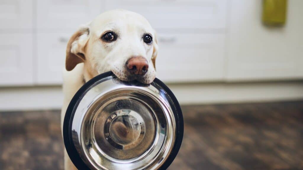 dog with food bowl in his mouth