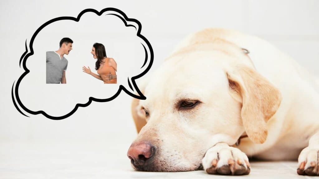 dog with thoughts bubble humans in it