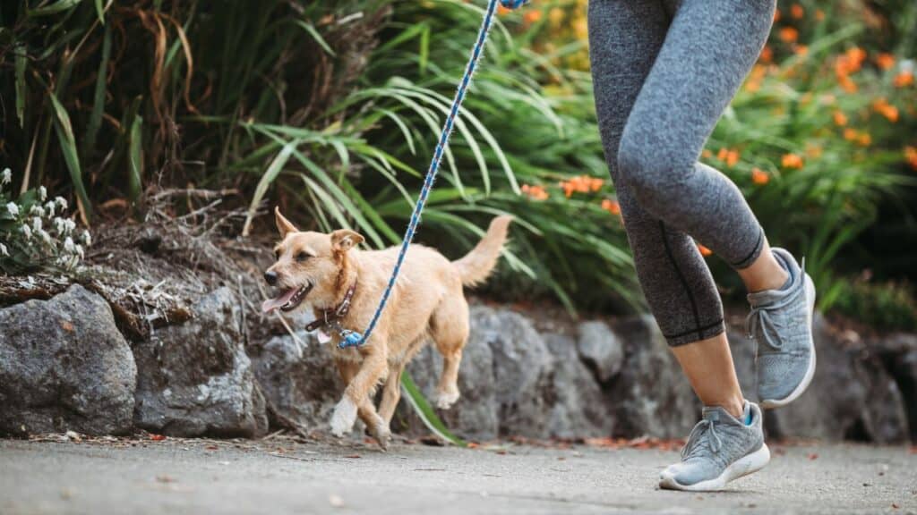 dog with woman jogging