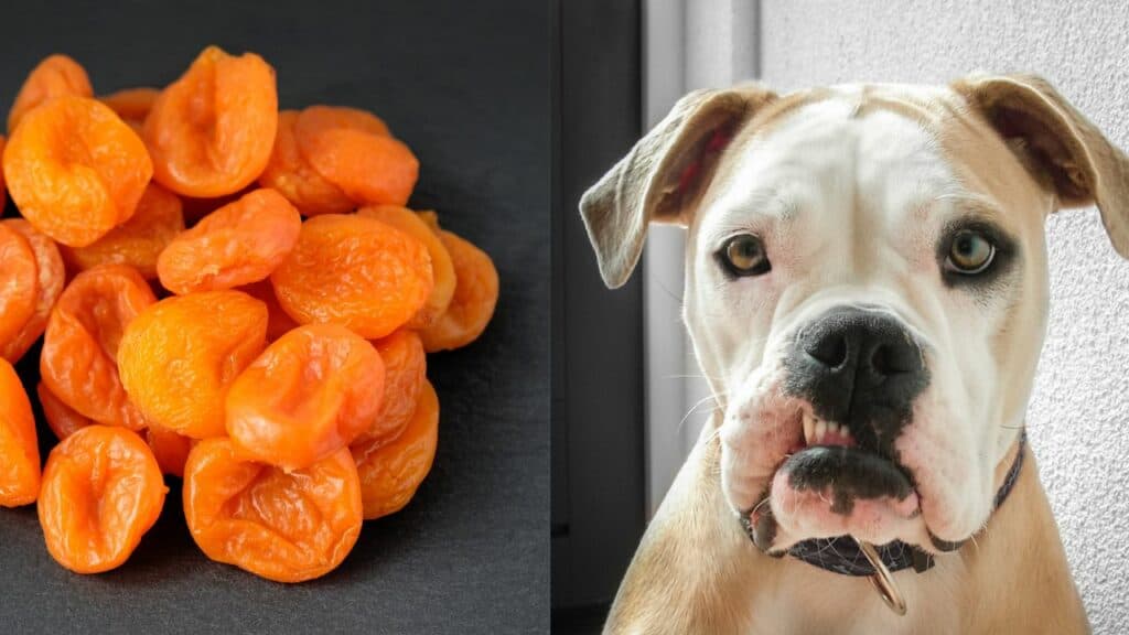 dried apricots on left side dog on the right side