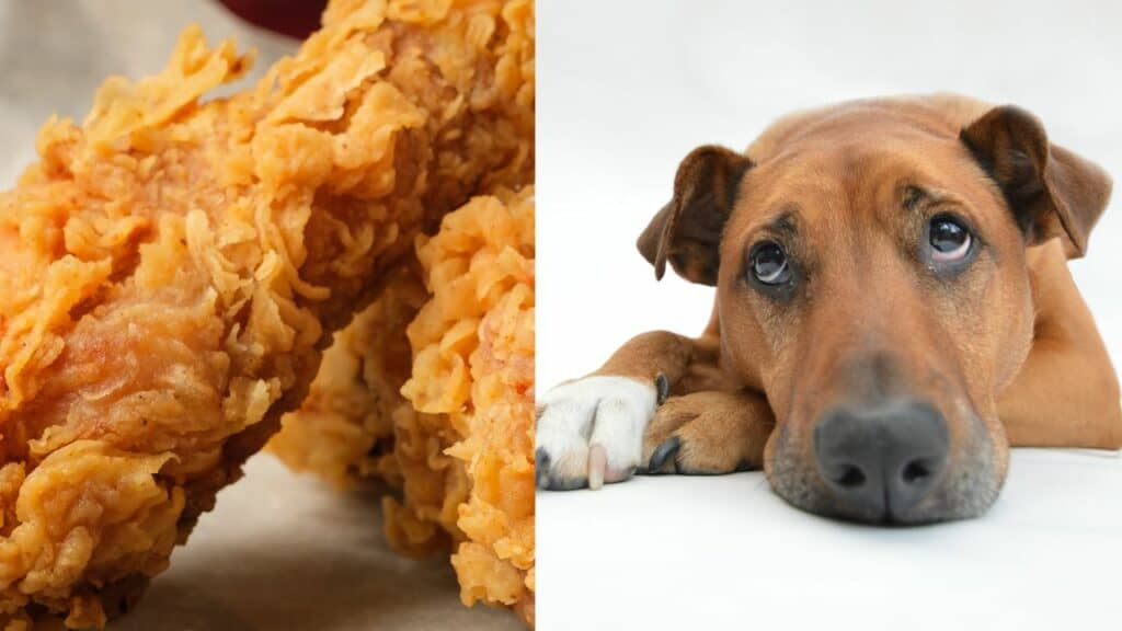 fried chicken on left side brown dog on right side