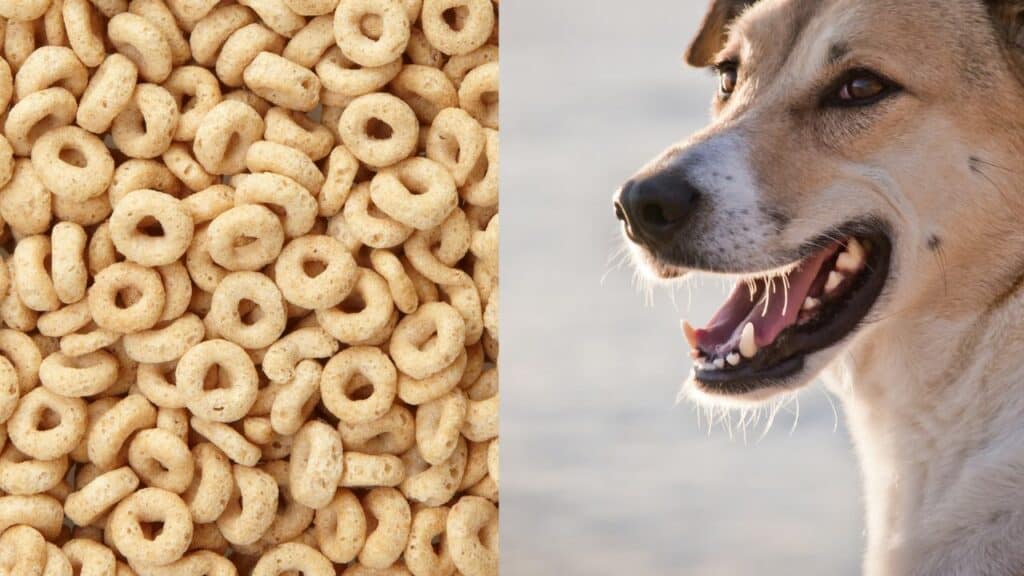 honey nut cheerios on left side brown dog on right side