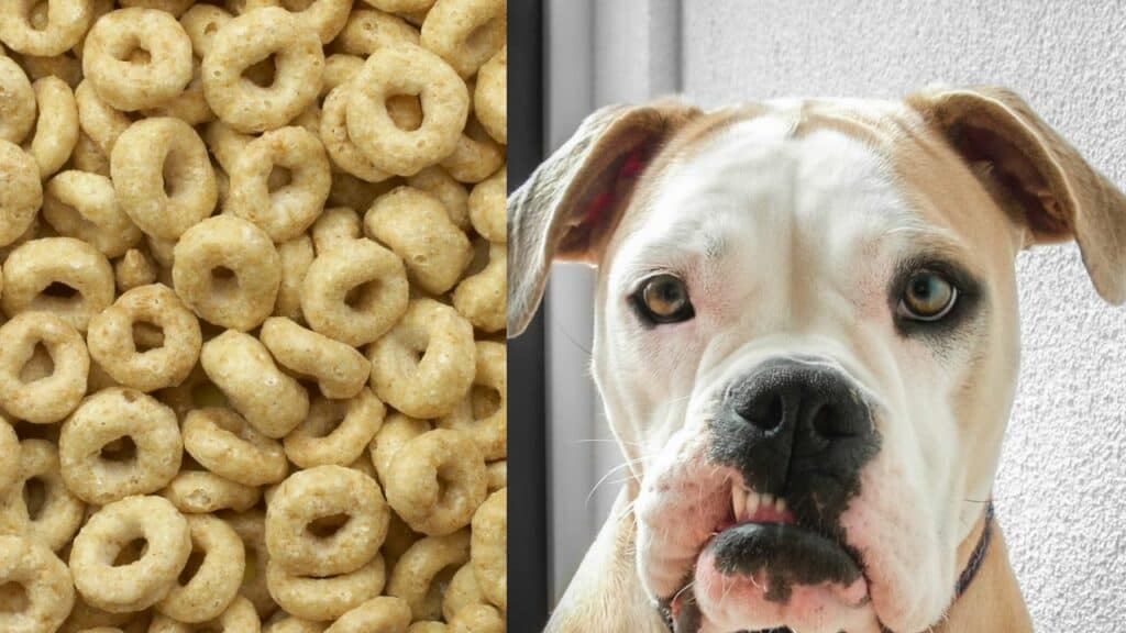 honey nut cheerios on left side dog on right side