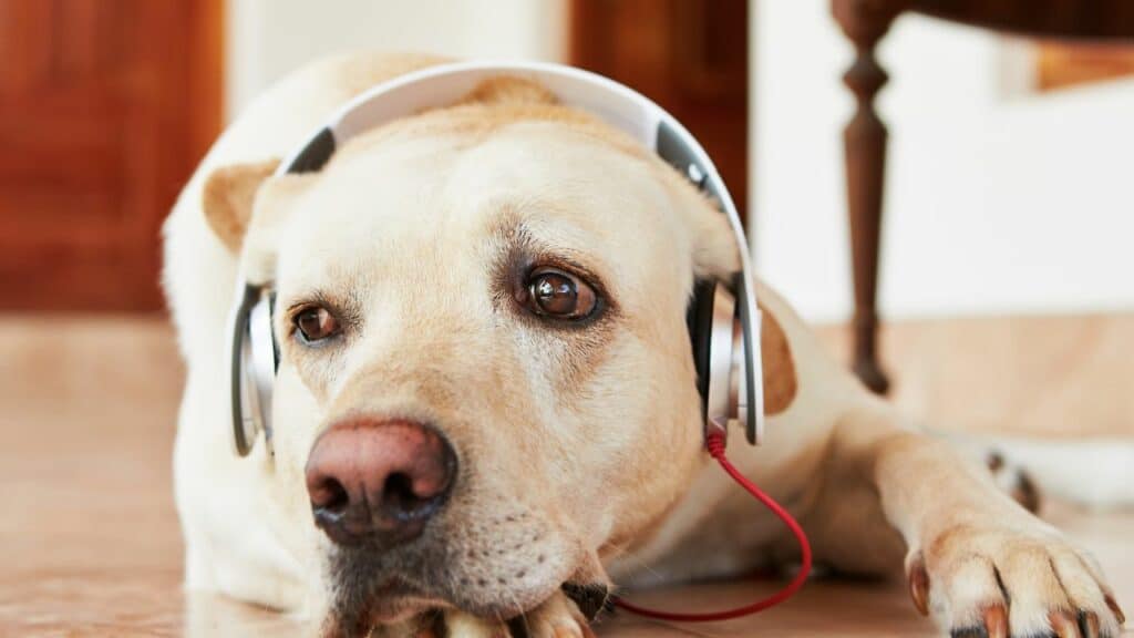 light brown dog with earphones on his head