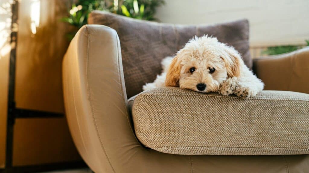 little dog laying on armchair
