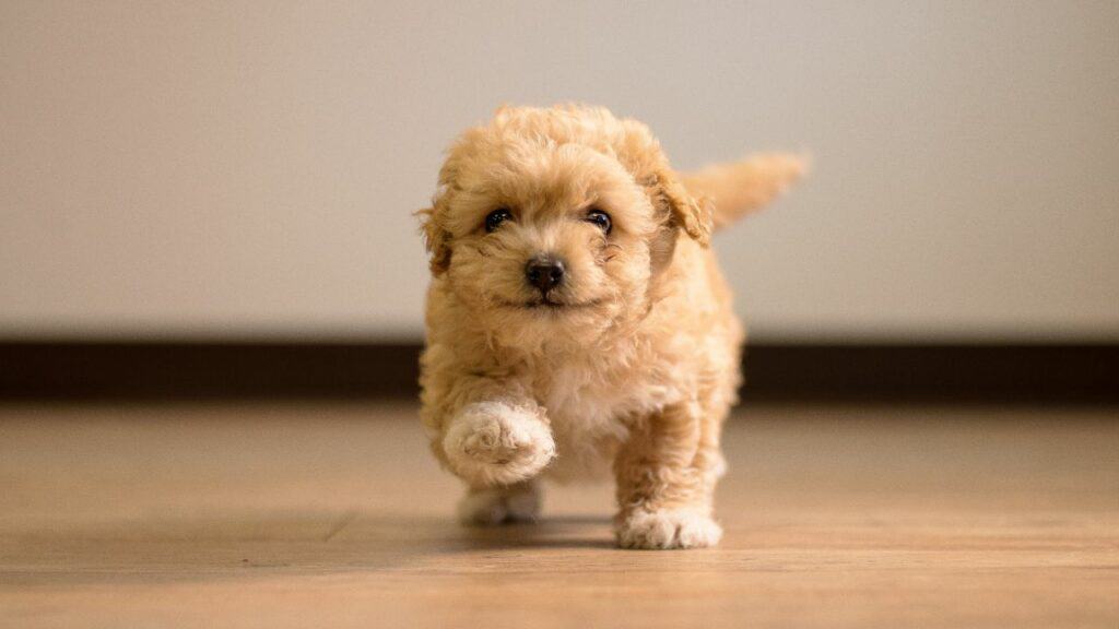 little puppy walking