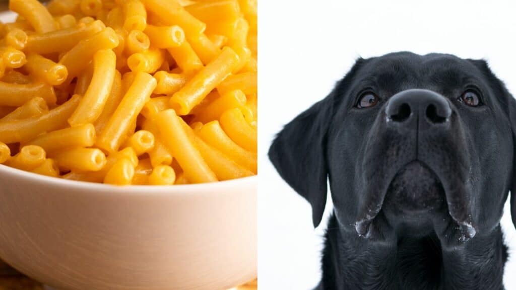 mac and cheese on left side black dog on right side