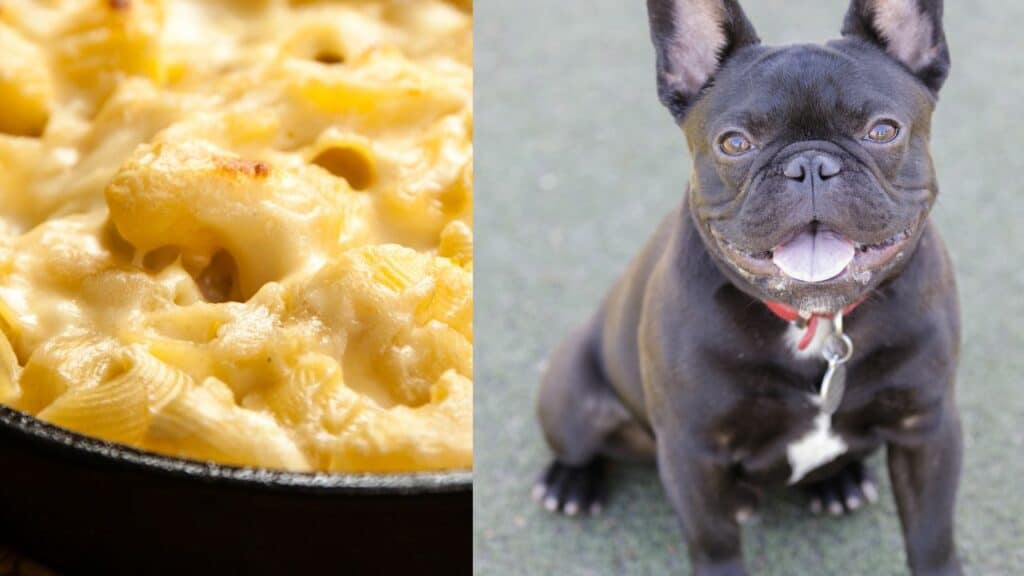 mac and cheese on left side dog on right side