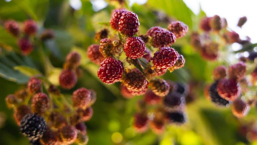mulberries in sunlight
