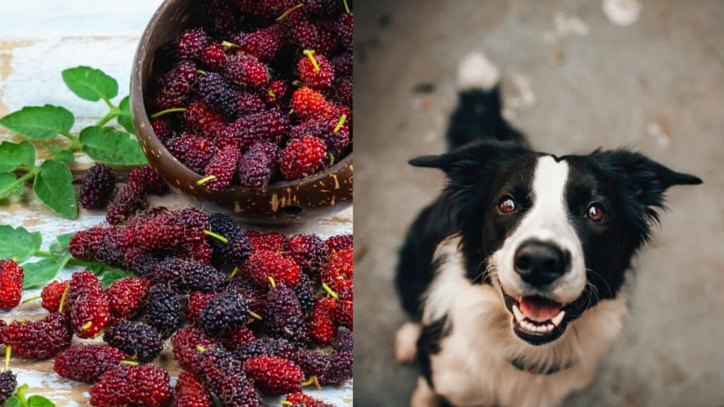 mulberries on the left side black white dog on the right side