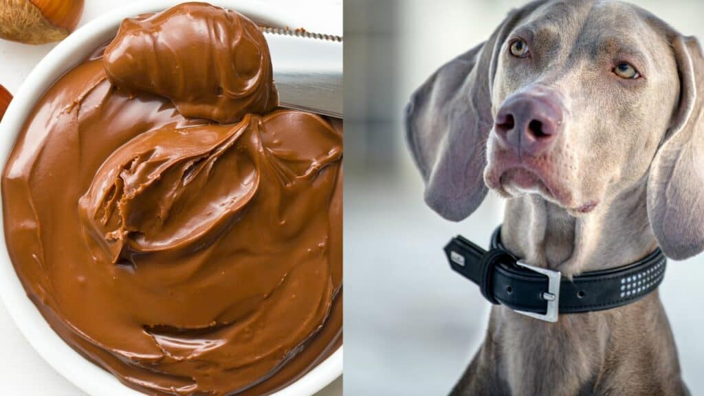 nutella on the left side grey dog on the right side