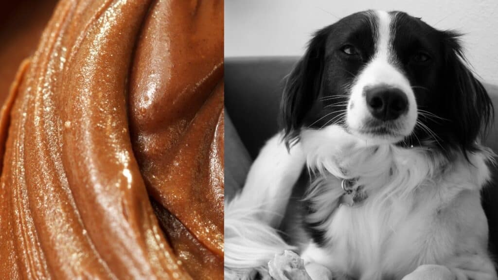 nutella on the left side white black dog on the right side