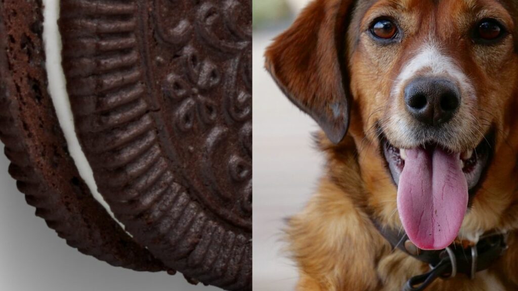 oreo on left side brown dog on right side