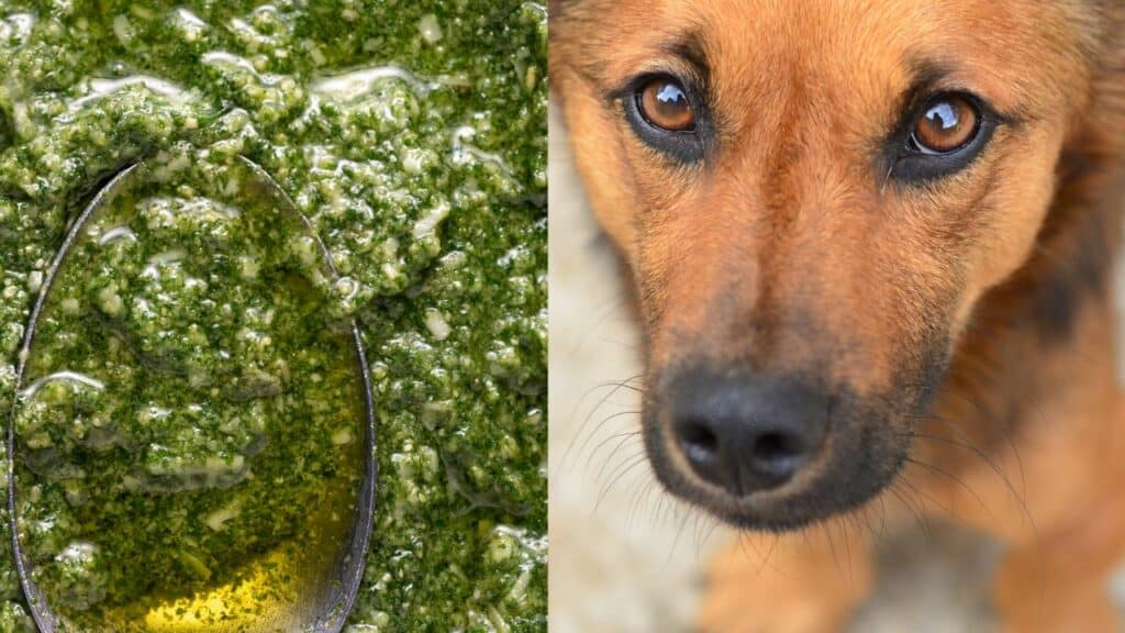 pesto on the left side brown dog on the right side