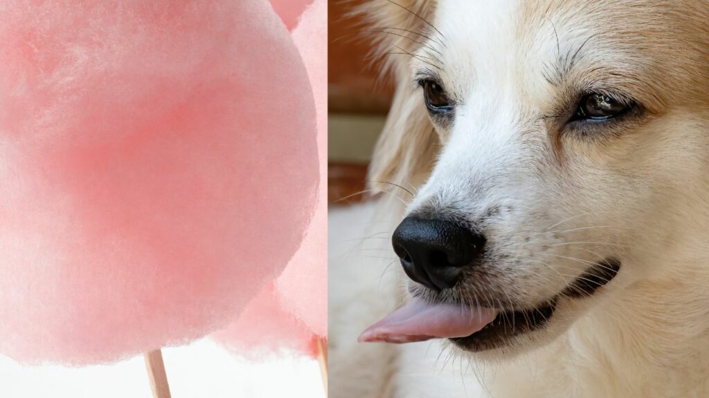 pink cotton candy on left side dog on right side
