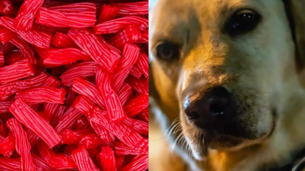 red twizzlers on the left side dog on the right side
