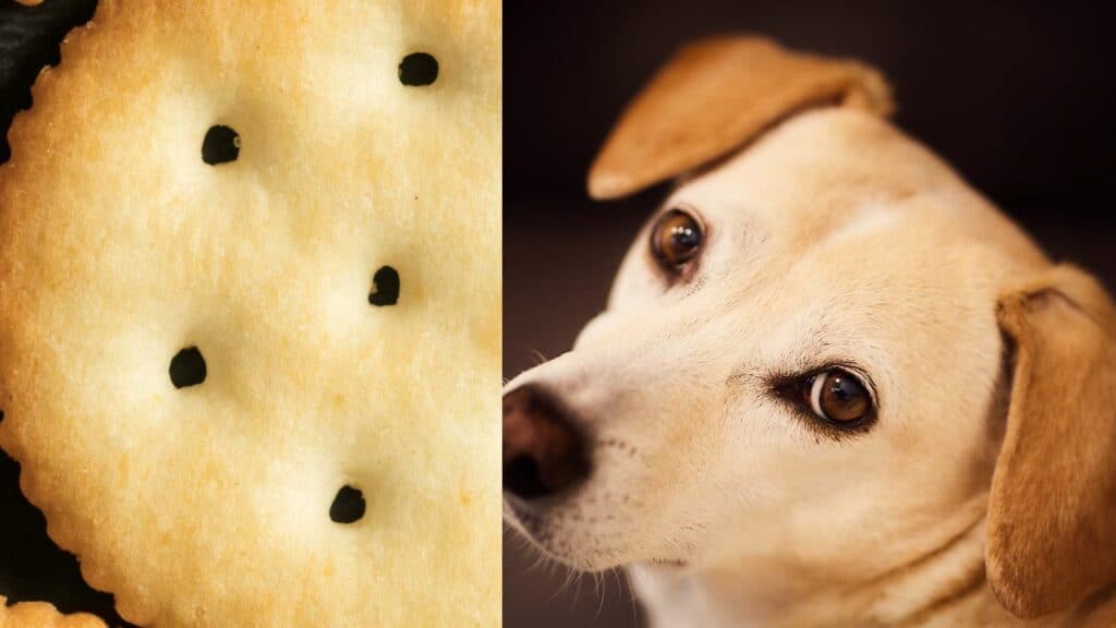 ritz cracker on left side dog on right side