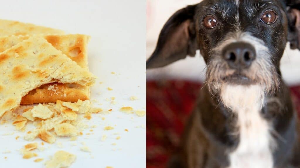 saltine-crackers-on-left-side-dog-on-right-side