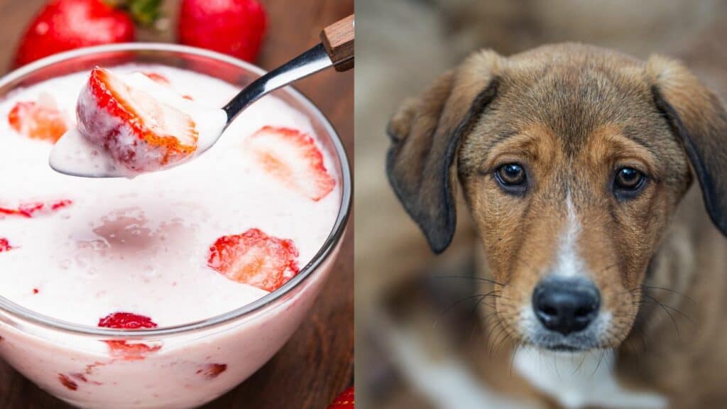 strawberry yogurt on left side dog on right side