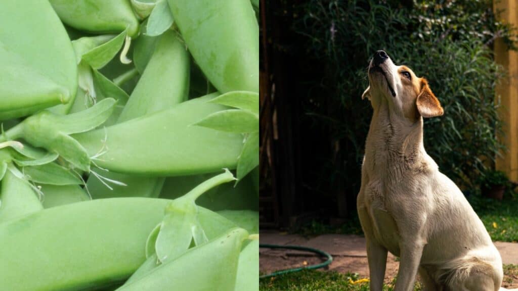 sugar snap peas on left side dog on right side