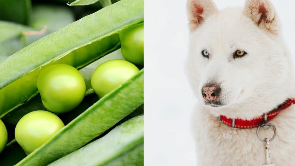 sugar snap peas on left side white dog on right side
