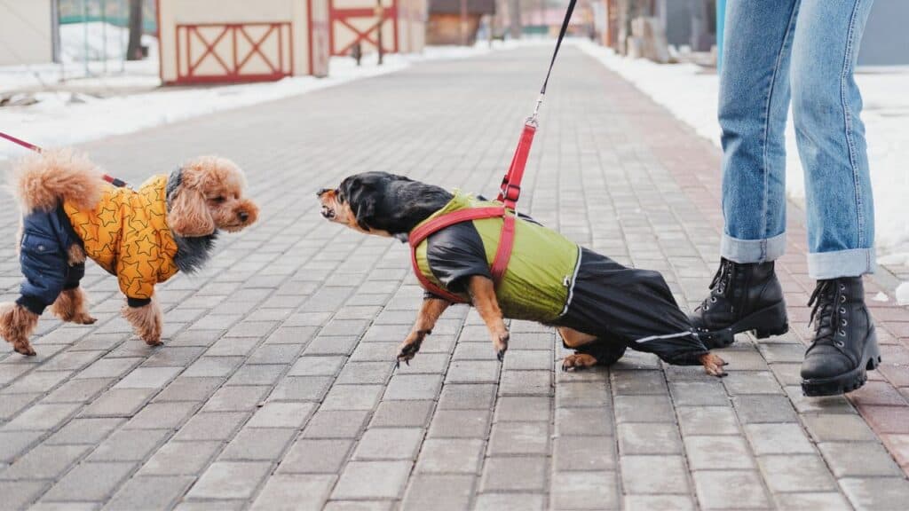 two dogs on leashes barking