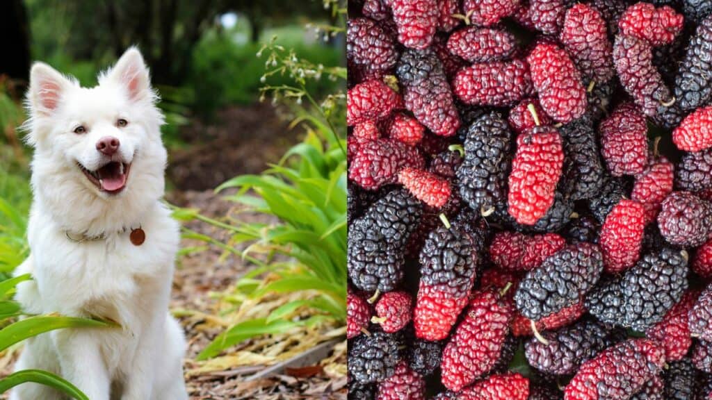 white dog on left side red and black mulberries on the right side