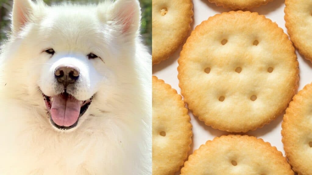 white dog on left side ritz crackers on right side