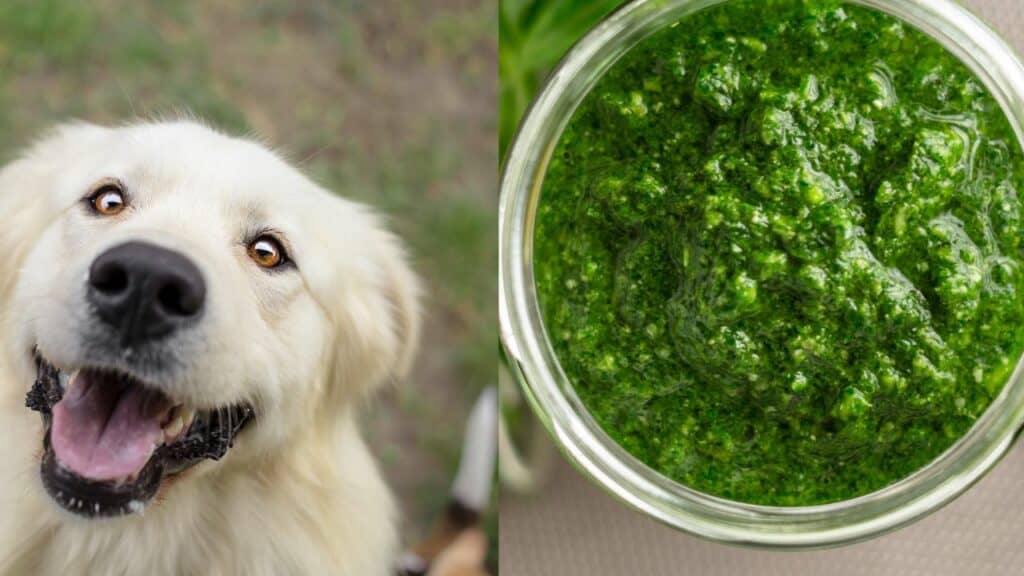 white dog on the left side pesto on the right side