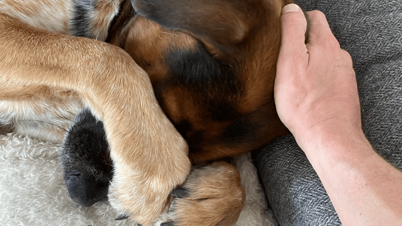 human hand touching dog head