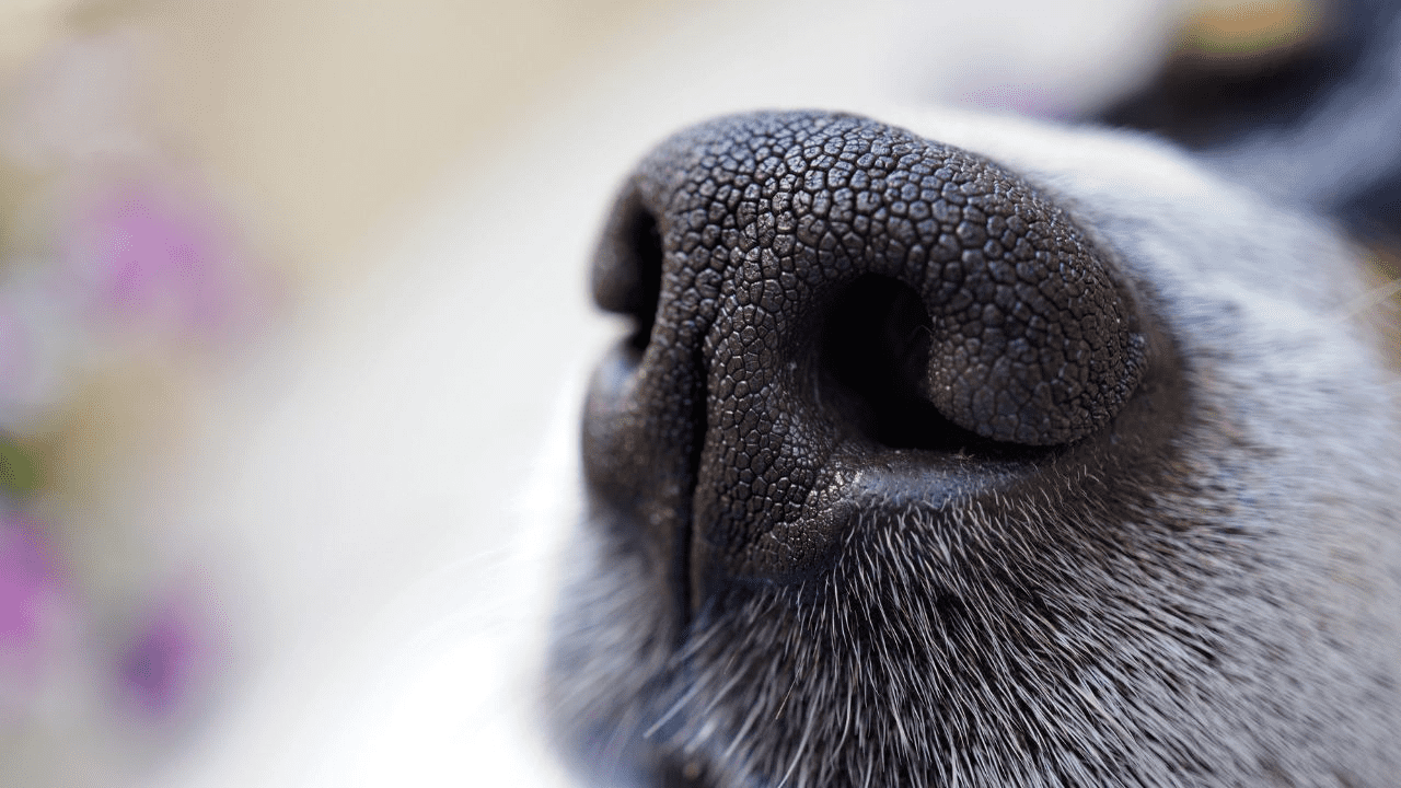 dog nose with white hair from near
