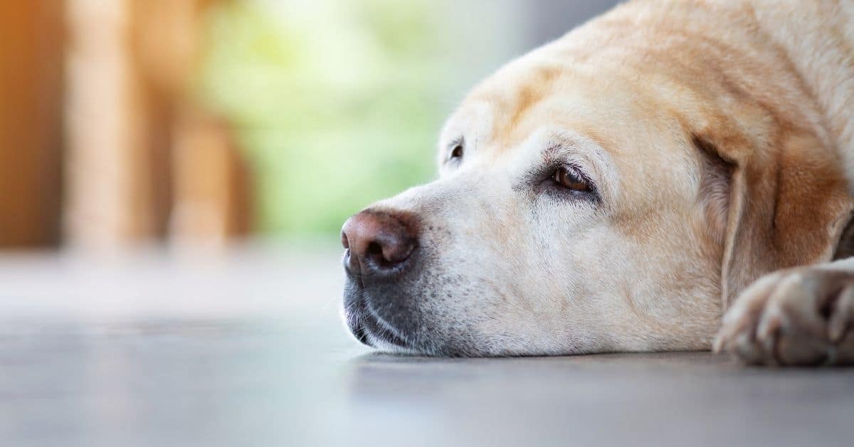 12 Signs A Dog Is Dying