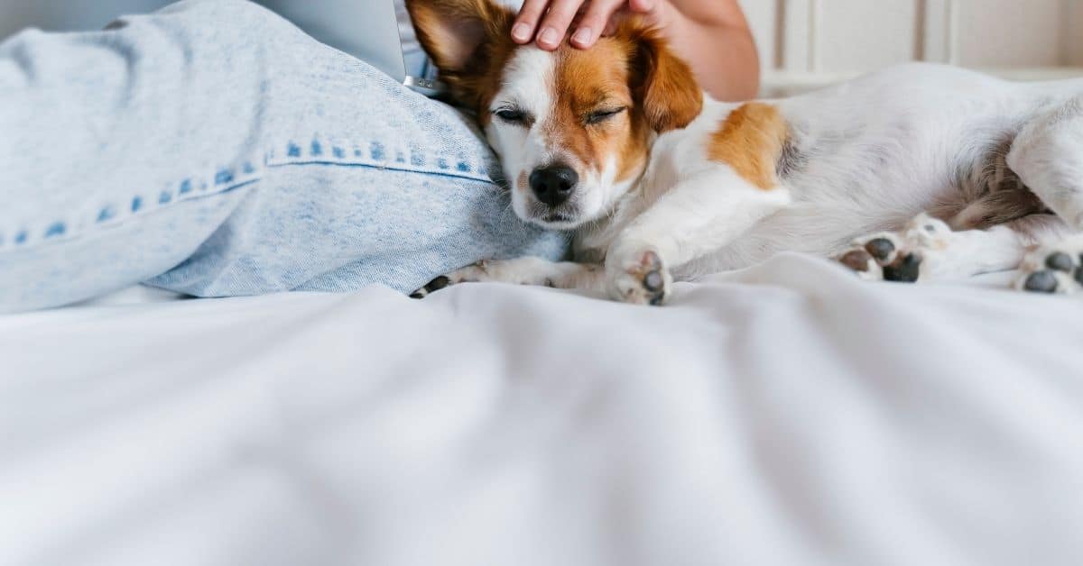 12 Signs Your Dog Loves You