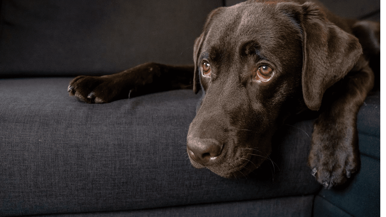 brown dog laying on dark couch looking tired