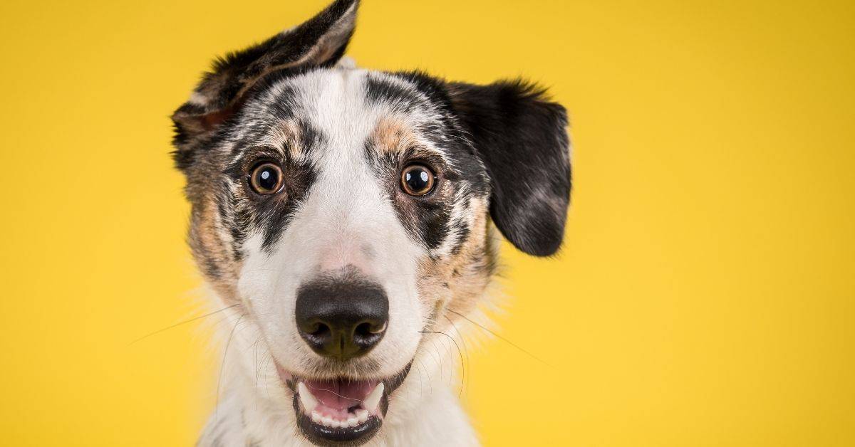 13 Signs Of A Happy Dog