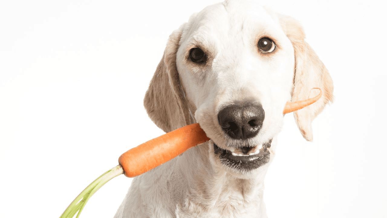 light brown dog with a carrot in his mouth
