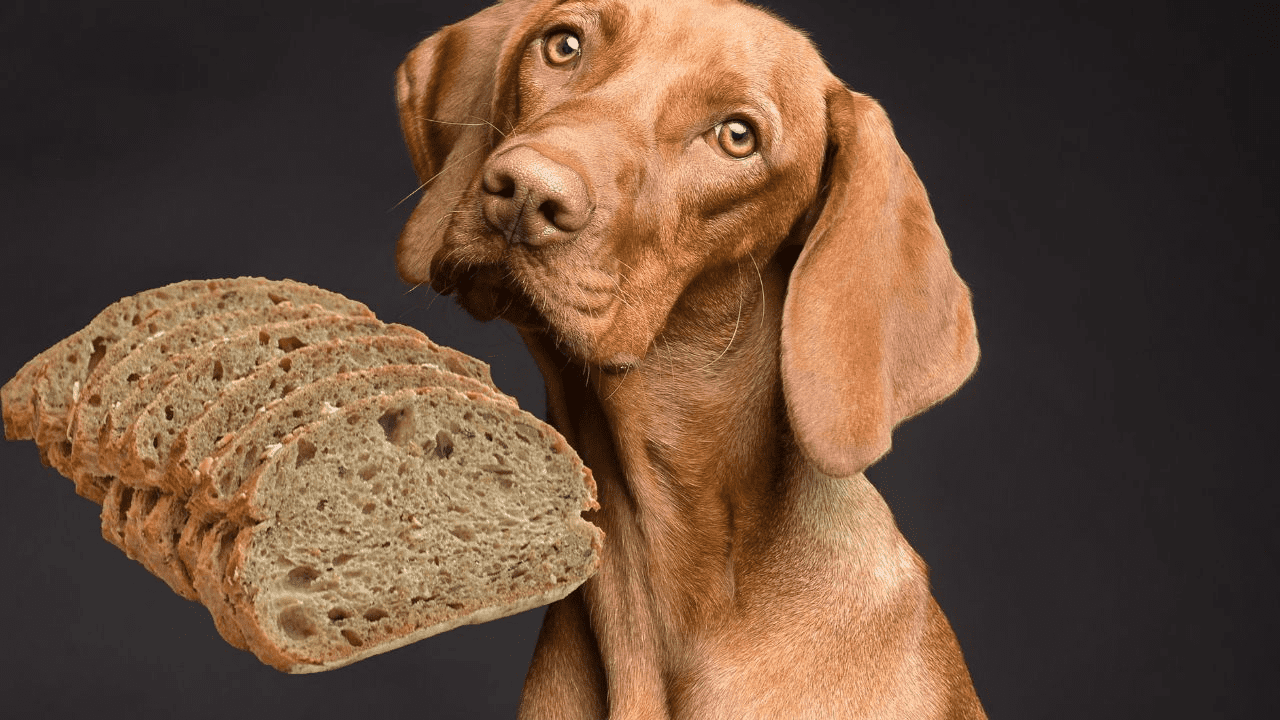 brown dog on right side of the image slices of bread on the left side