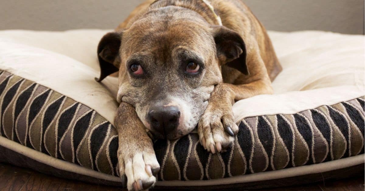 18 Human Behaviors Dogs Hate The Most