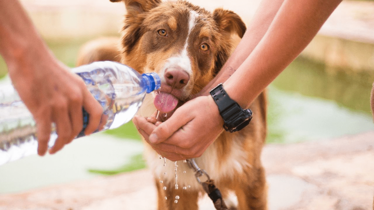 brown dog drinks water from human hands