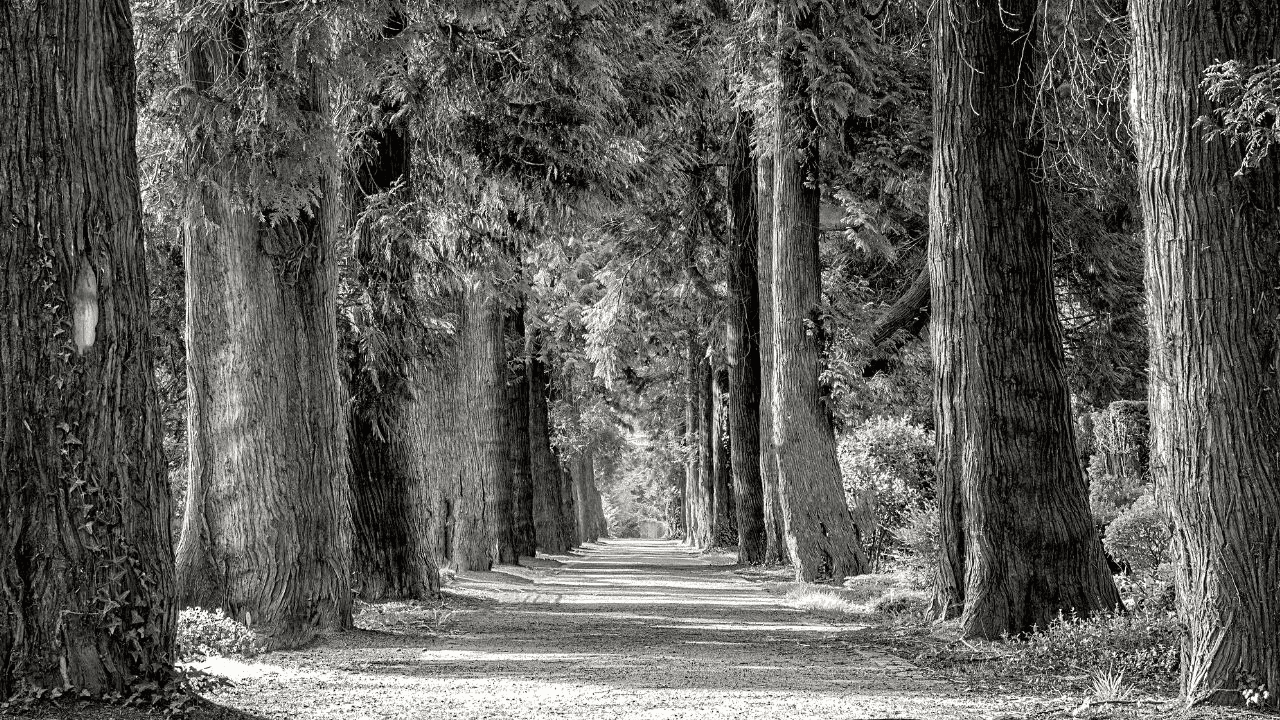 black and white image of a forest