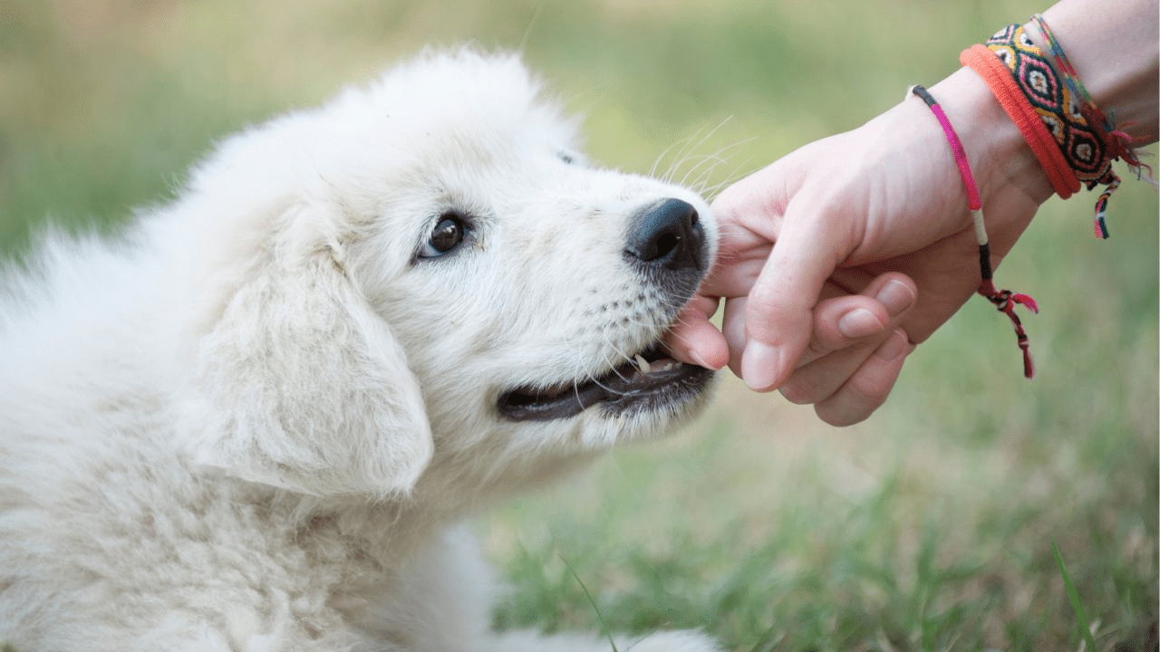white dog biting in human finger