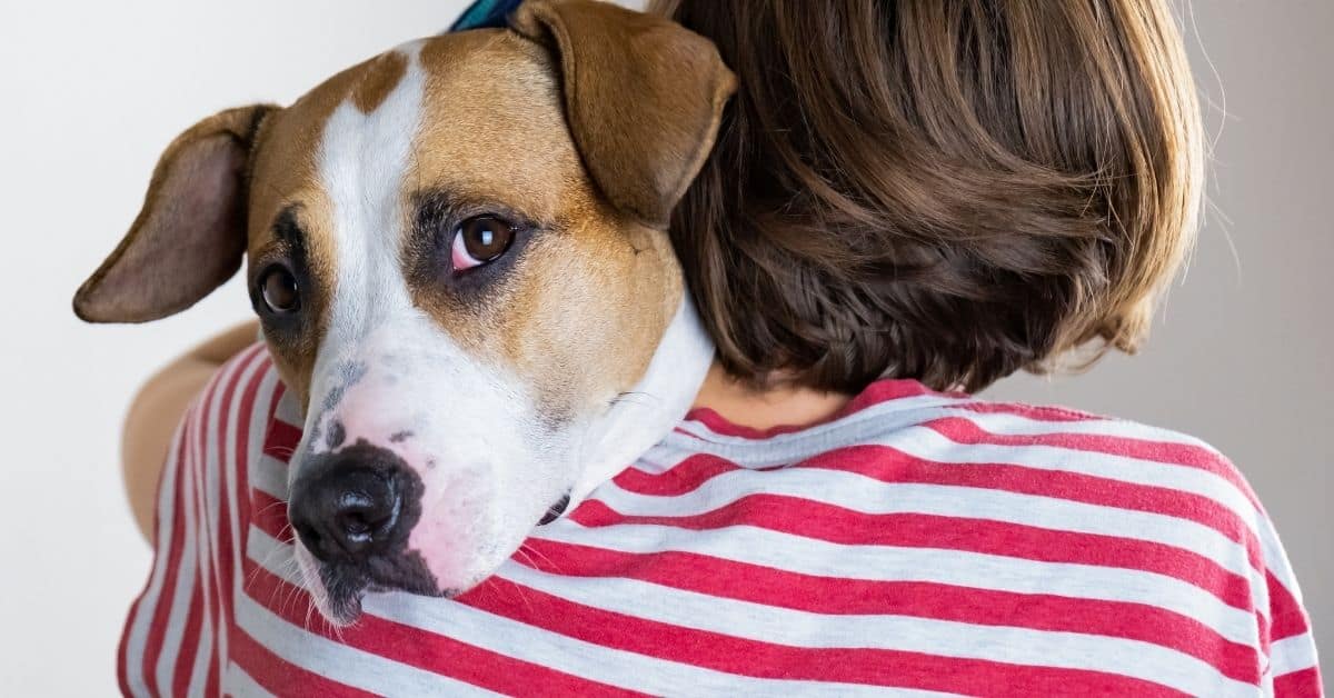 22 Mistakes Dog Owners Make And How To Prevent Them
