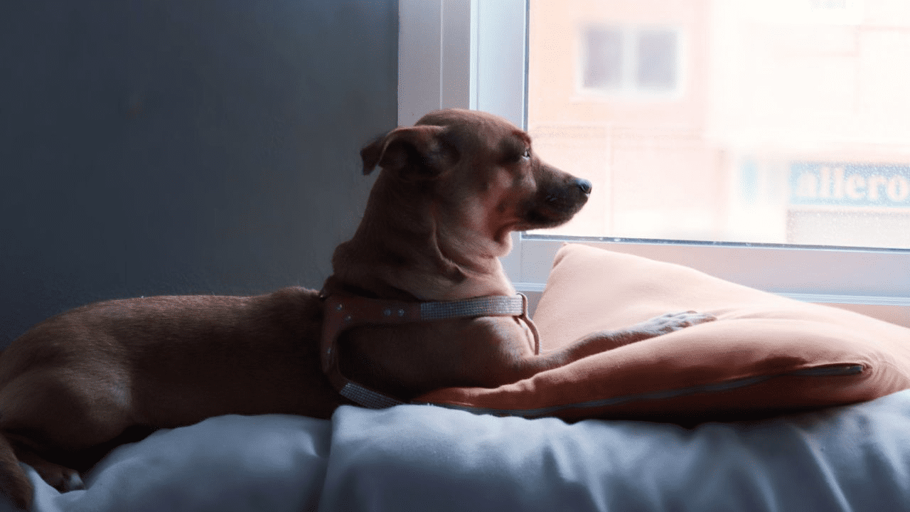 dog laying on couch and looking out of the window