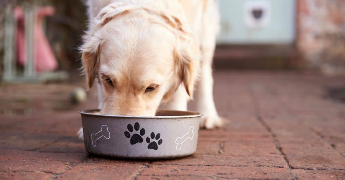 25 Foods That Can Kill Dogs