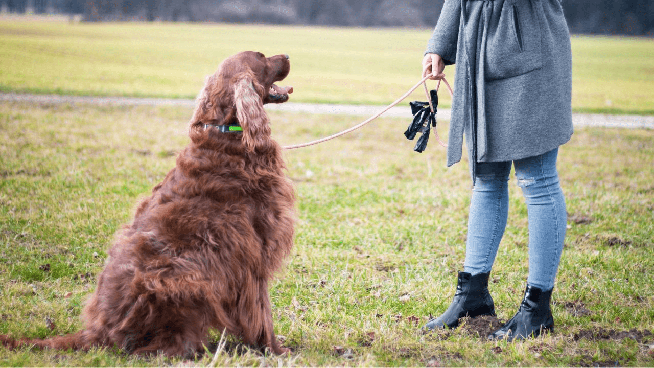 big brown dog sitting in front of a woman