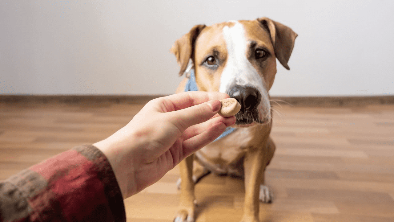 brown dog sitting on wooden floor gets treat by a man hand